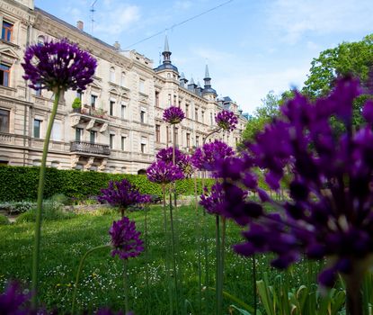 Hornschuchpromenade View through flowers of the historic buildings in the Hornschuchpromenade.