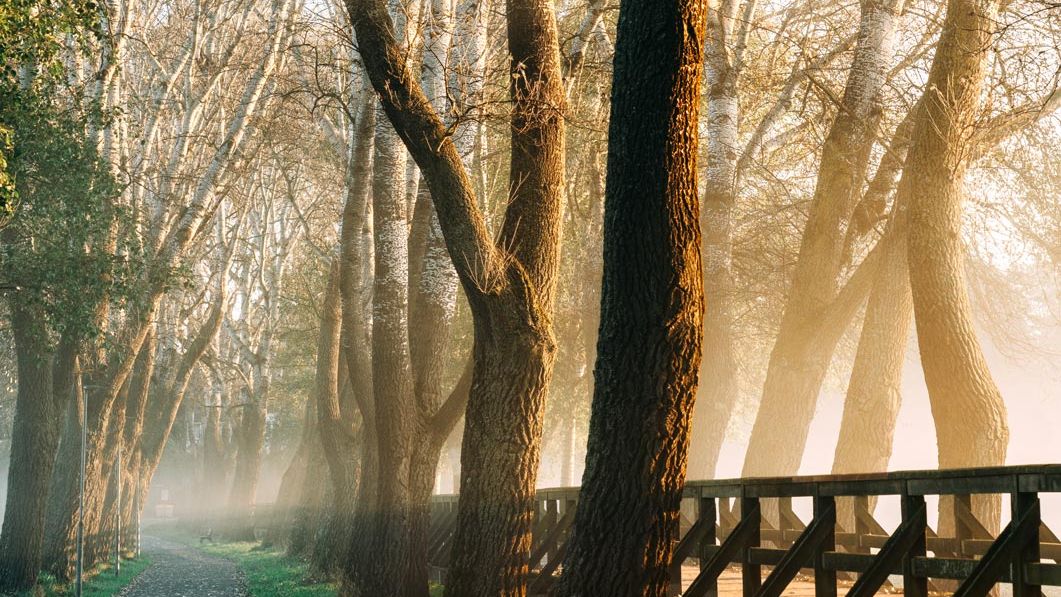 Vernebelter Pappelsteg im Fürther Wiesengrund.