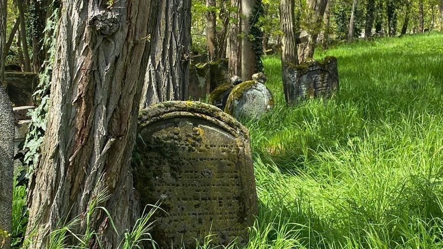 Hohes Gras und bemooste Grabsteine auf dem Alten Jüdischen Friedhof.