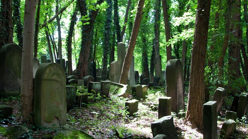 Bewucherte Bäume und bemooste Grabsteine auf dem Alten Jüdischen Friedhof.